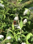 Real Estate Report LONG BRANCH (AUGUST 2019)