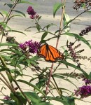 Real Estate Report OCEAN TOWNSHIP (August 2019)